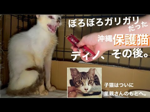 沖縄保護猫ぼろぼろガリガリだった元野良猫ディノのその後。子猫テンは 