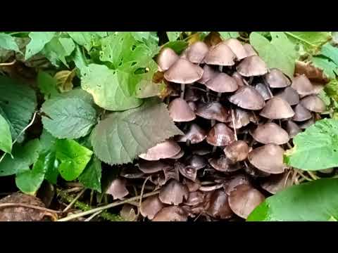 What are they ? Toadstools or Mushrooms 7