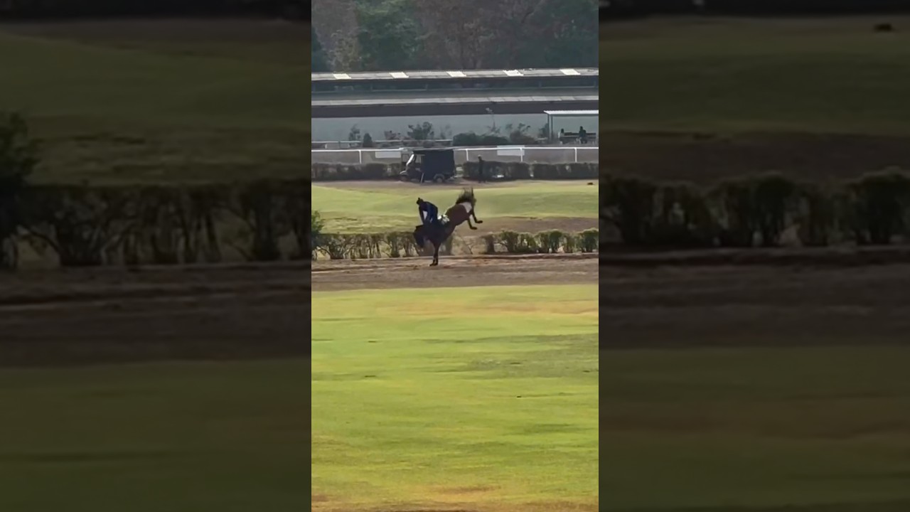 #horse 🐎 #video 🐎🐎🐎🐎🐎👌👌👌❤️❤️❤️❤️❤️❤️