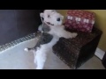 Dog In Timeout But Every Timeout Goes To The Man Saying The Second Timeout