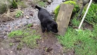 Video preview image #1 Labrador Retriever Puppy For Sale in WOODLAND, WA, USA