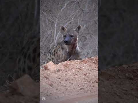 Meet the REAL Lion King of the Savannah Scarface