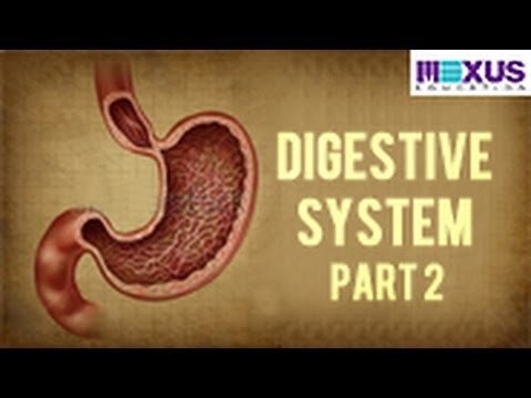 Digestive System - Part 2