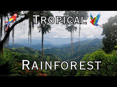 Tropical Rainforest Biome