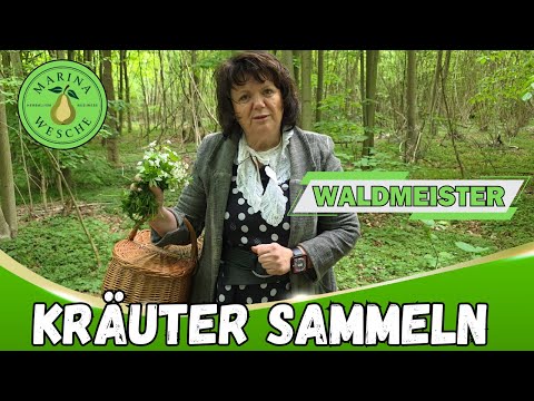 Waldmeister im Wald sammeln |  Maibowle #kräuterwissen #waldbaden