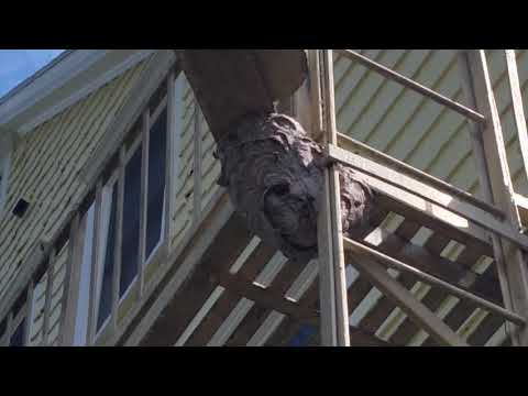 Hornets Prevent Escape in Manchester, NJ