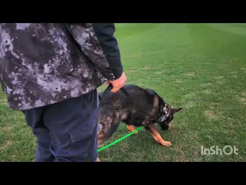 Jack & Ike de Lupus Saevus