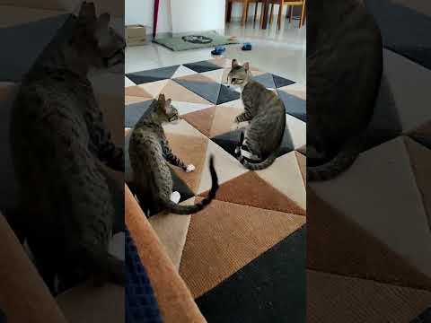 (Old gem) cat fight #cats #shorts #ytshorts