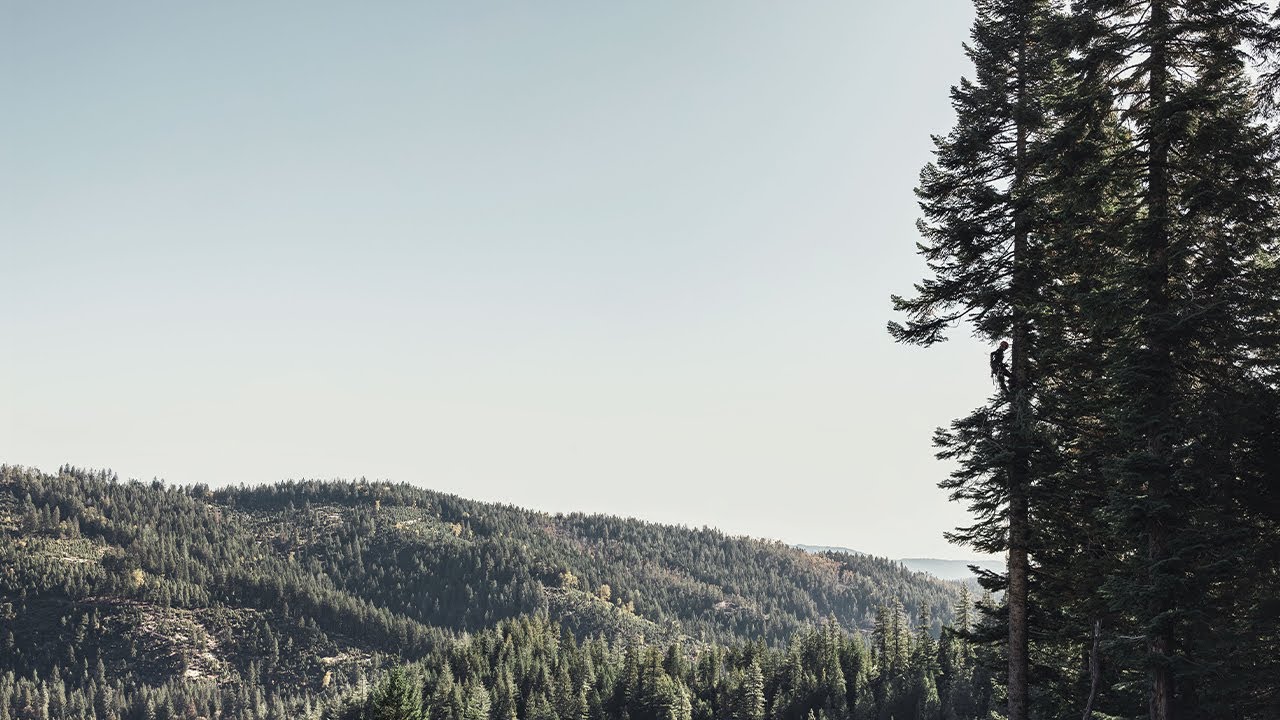 Crafting the Canopy—Arborist