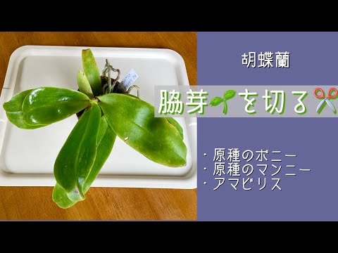 蘭の気根を切断することは許可されますか? トピックス