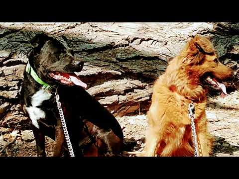 acid rain//lorn☔Rolly n Shasta Rockstar