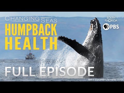 , title : 'Humpback Health - Full Episode'