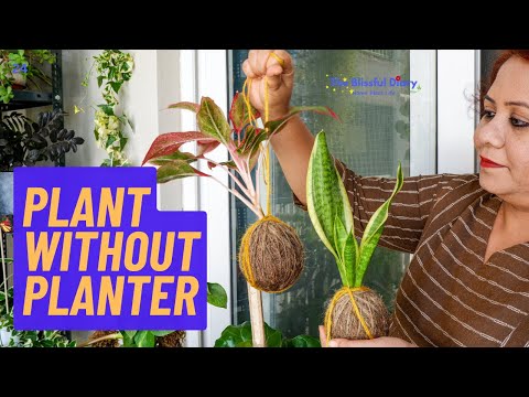 video - The Art Of Making Kokedama