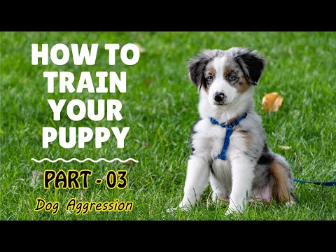 How To Train Dogs - Part 03 - Dog Aggression