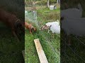 Dog feels electric fence. #goat #shocked #dog