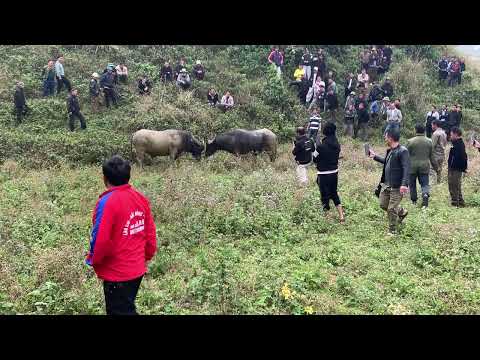 twm sib nrau 28/1/2026