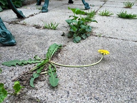 nyers táplálkozók a parazitákról