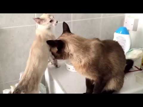 Siamese Cat and kitten bonding