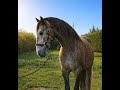 Hongre - Lusitanien - 4 ans - Dressage - Italie