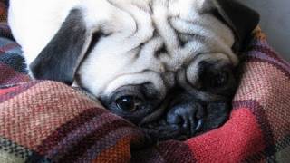 Bruiser The Pug Howling