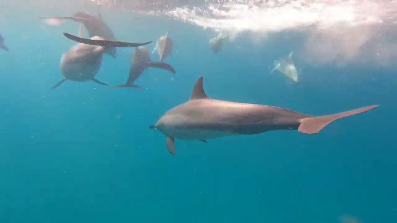 South Africa Surf Ski (SASS) - 2023 Highlights