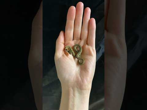 He is smol. Small snake. Tiny creature.