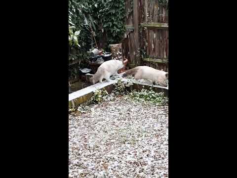 Ragdoll cat sees snow for the first time. Cat playing in the snow