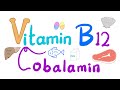Vitamin B12 (Cobalamin) 🐚 🥩 🐠 | Most Comprehensive Explanation