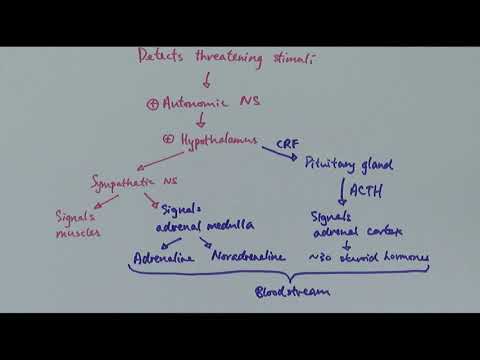 A2 Biology - Coordinating stress response (OCR A Chapter 14.5)