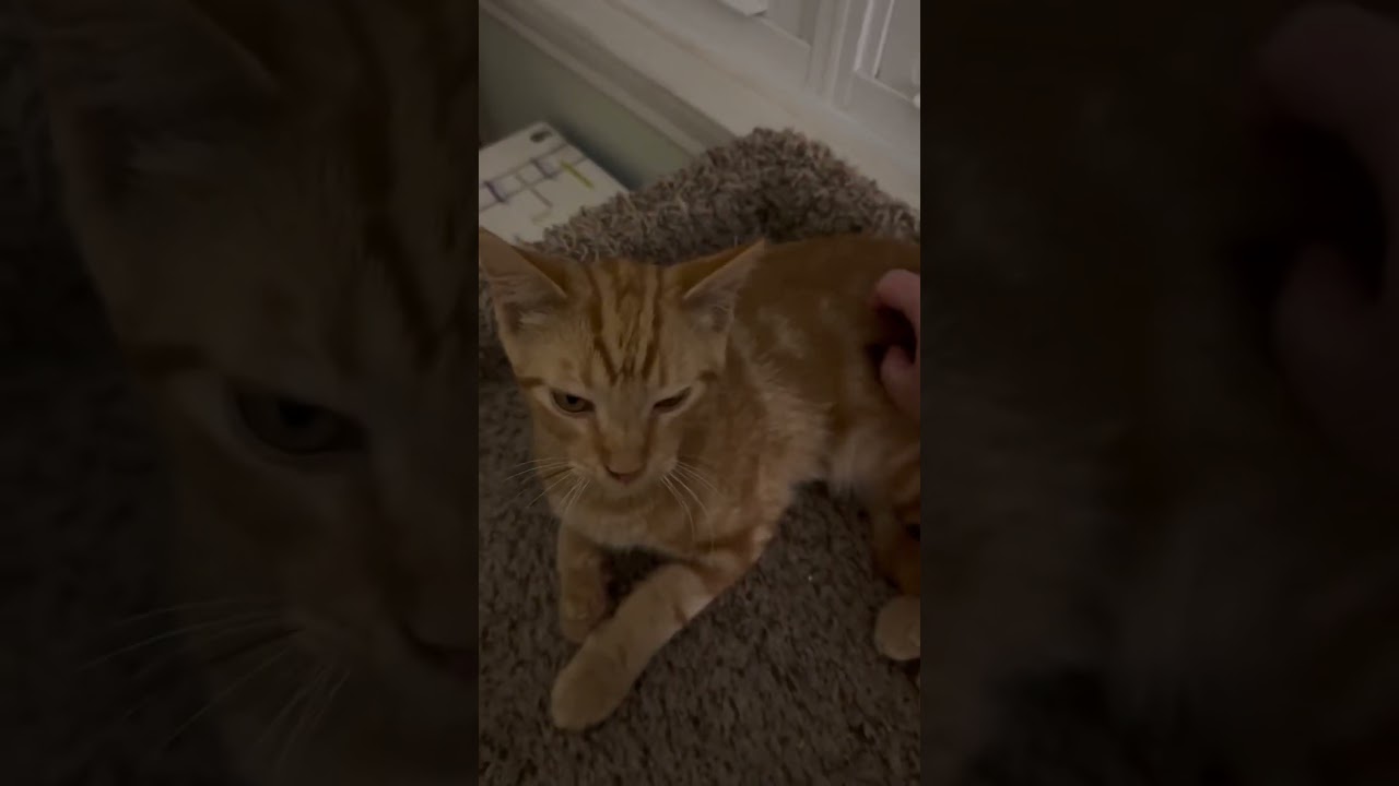 Enlarge Houdini, a Adoptable mixed breed in Libertyville, IL video 2/2