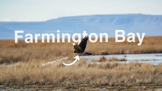 Northern Harriers and MORE at Farmington Bay WMA