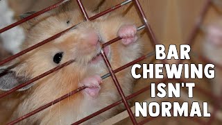 Bar Chewing Is NOT Normal, It&#39;s Harmful To Your Hamster