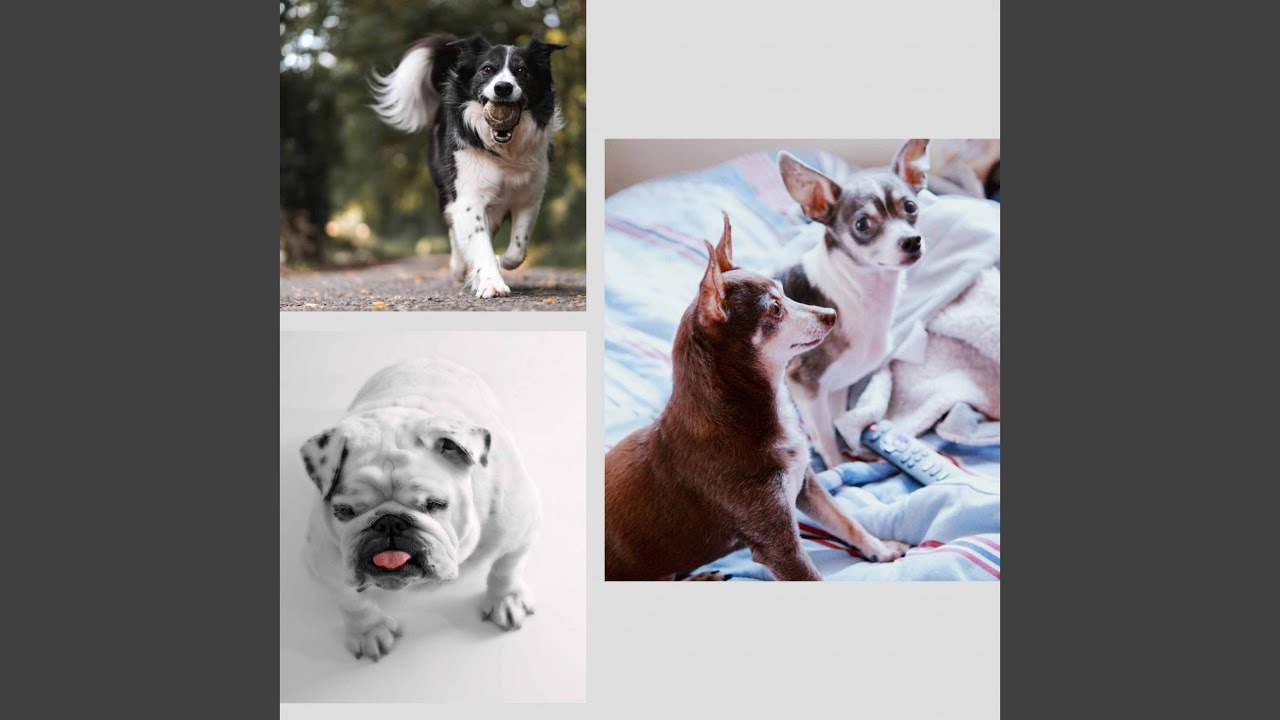 Subtle Moods for Calmed Puppies