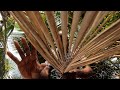 ASMR WEIRD ANGLE DRY COCONUT LEAVES TINGLES Help For Your Sleep