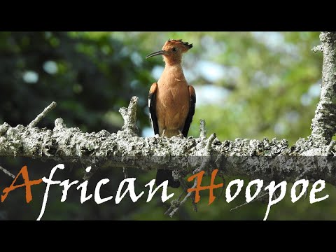 African Hoopoe (Upupa africana) Bird Call & Video | African Hoopoes Sound | Stories Of The Kruger