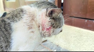 Saving a Hurt Stray Cat... 💔 (Heartbreaking Story)