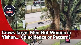 Why Crows in Yishun Are Targeting Men and What It Means for Public Safety