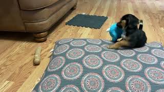Video preview image #1 Cheagle Puppy For Sale in Rootstown, OH, USA