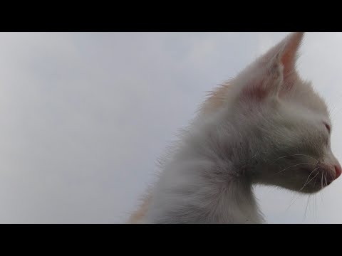 Videos of cat's doing funny things | Kittens playing #cat #kitten #agriculture