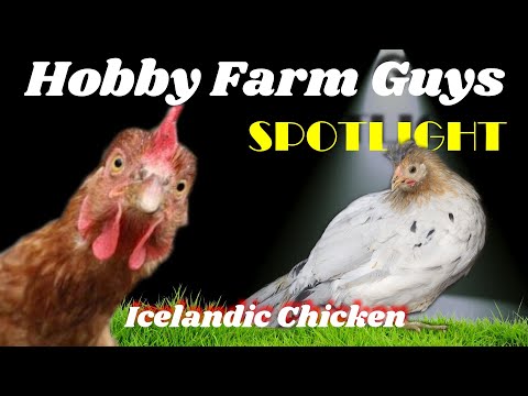 , title : 'HFG Farm Animal Spotlight: Icelandic Chicken'