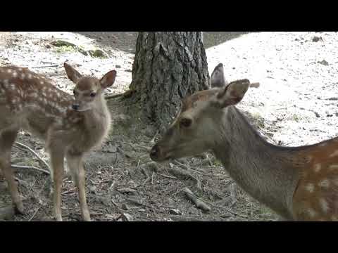 Tour 16: Schloss Wernigerode und der anstrengende Stapenberg