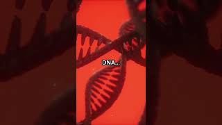 The Fibonacci Sequence: God’s Blueprint for Creation