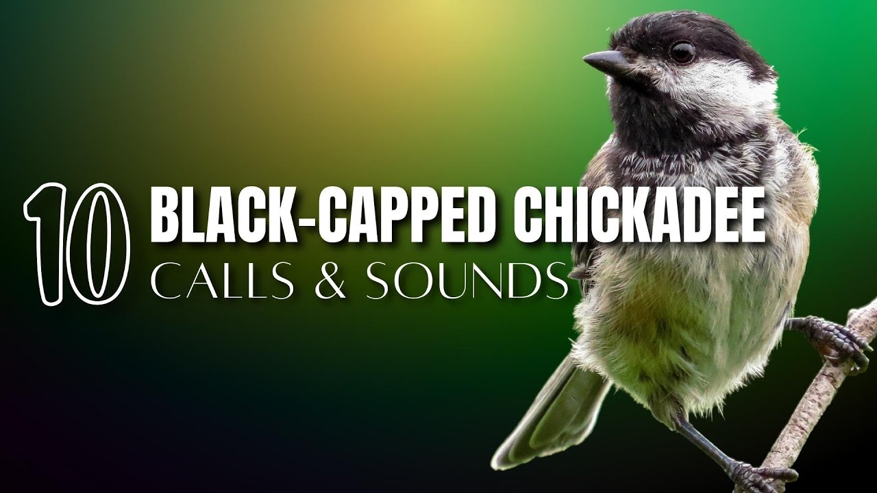 10 Black-capped Chickadee Calls and Sounds That Help Identify the Bird