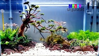 AQUASCAPE SIMPEL BONSAI PEMULA