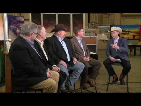 Examining the Current Cattle Market Picture