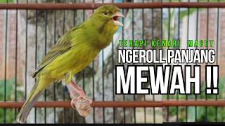 Download lagu Kenari GACOR ngeroll PANJANG AMPUH untuk PANCINGAN & MASTERAN Kenari PAUD cepat BUNYI !! mp3