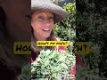 The truth about wholesale plant nurseries- Pacific Nurseries Wholesale Exposed