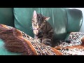 Кот делает омовение «Бисмилляхи-р-Рахмани-р-Рахим». 
