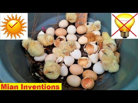 3rd YouTube video about how long can eggs survive without their mother on them
