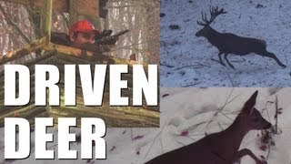 Fieldsports Britain - Driven deer + boar, and decoying crows  (episode 160)
